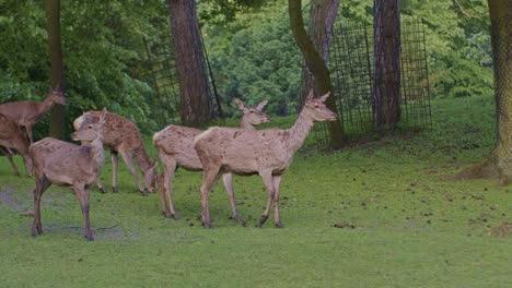 Eine-Herde-Hirsche-In-Natürlicher-Umgebung-Tierwelt-Im-Kinostil