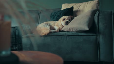 shih tzu boomer dog laying on sofa gets petted by owner