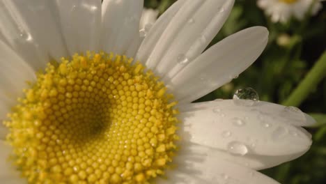 Extreme-Nahaufnahme-Von-Tau-Auf-Weißem-Gänseblümchen