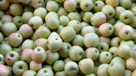 manzanas verdes frescas de la granja apiladas en abundancia con frescura de rocío.