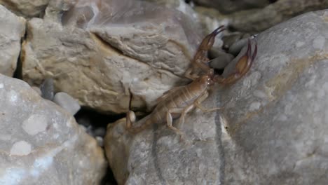 scorpion in wild, hiding and then walking on rock, close up