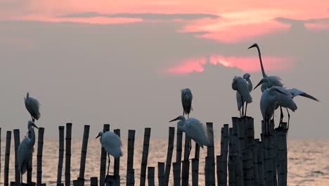 The-Great-Egret,-also-known-as-the-Common-Egret-or-the-Large-Egret