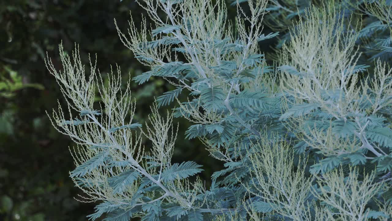 Acacia plants stalks and the leafs