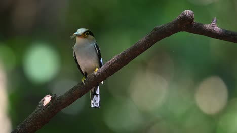 Silver-breasted-broadbill-with-food-in-its-mouth,-perched-on-a-branch-as-insects-are-flying-around-it