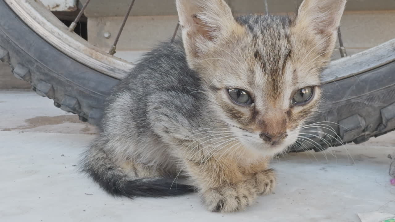 Yunanistan'da dinlenen sokak kedisi, dikey