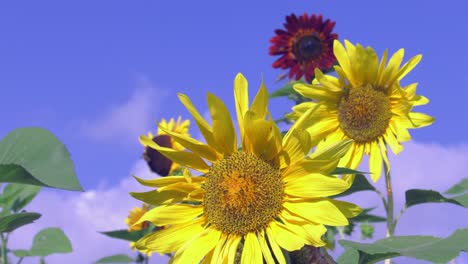 Colorful-sunflowers-against-blue-sky-on-a-summers-day-with-bees,-bucolic-rural-spain,-beauty-in-nature