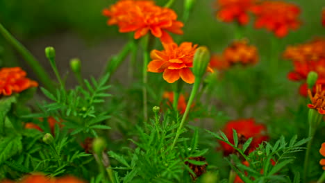 Caléndulas-Vibrantes-En-Un-Robusto-Jardín-De-Verano