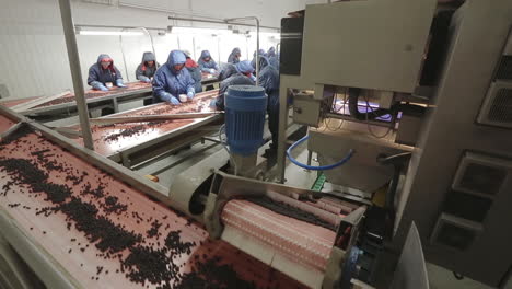 transformación industrial de bayas congeladas
