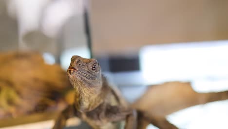 a philippine sailfin lizard in a glass enclosure looks around curiously under bright lighting, showcasing its unique features