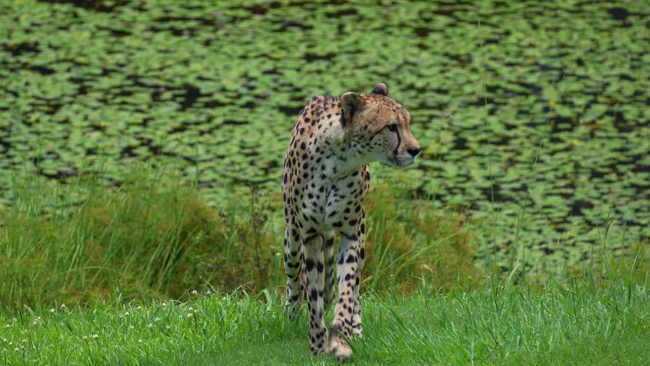 Afrika çitasının (Acinonyx jubatus) açık otlakta gizlice yürüdüğü ve çevreyi kolaçan ettiği yakın çekim.