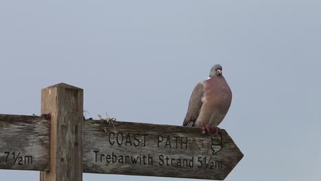 A-Wood-Pigeon,-Columba-palumbus,-perched-on-wooden-footpath-sign-along-the-Southwest-Coastal-Path