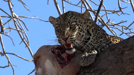 close-up of an angry leopard snarling, hissing and growling as it protects a fresh kill from up in a tree