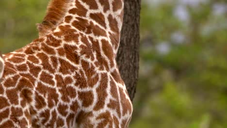 close up of giraffe head and body