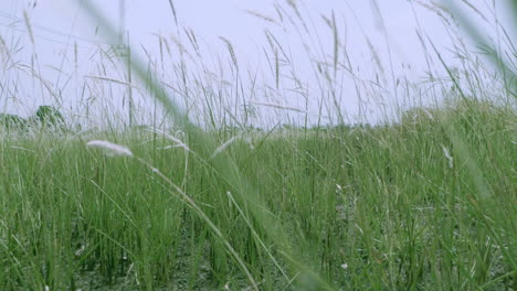 retreating slow motion shot of cogon grass, imperata cylindrica, a tropical grass that is found in grasslands, meadows, pastures, and swampy habitats