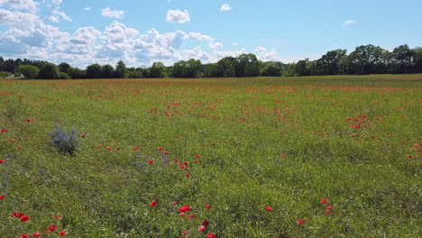 large meadow with green grass and red poppy flowers moving in wind