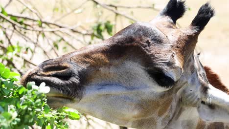 giraffe eating leaves from a tree branch