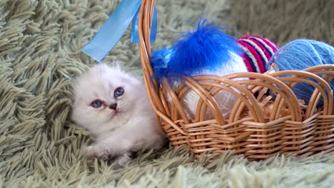 white cute kitten lies near basket with balls of wool