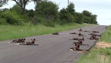 una enorme jauría de perros salvajes africanos durmiendo en la carretera de alquitrán negro caliente en la reserva de caza timbavati, kruger, sudáfrica