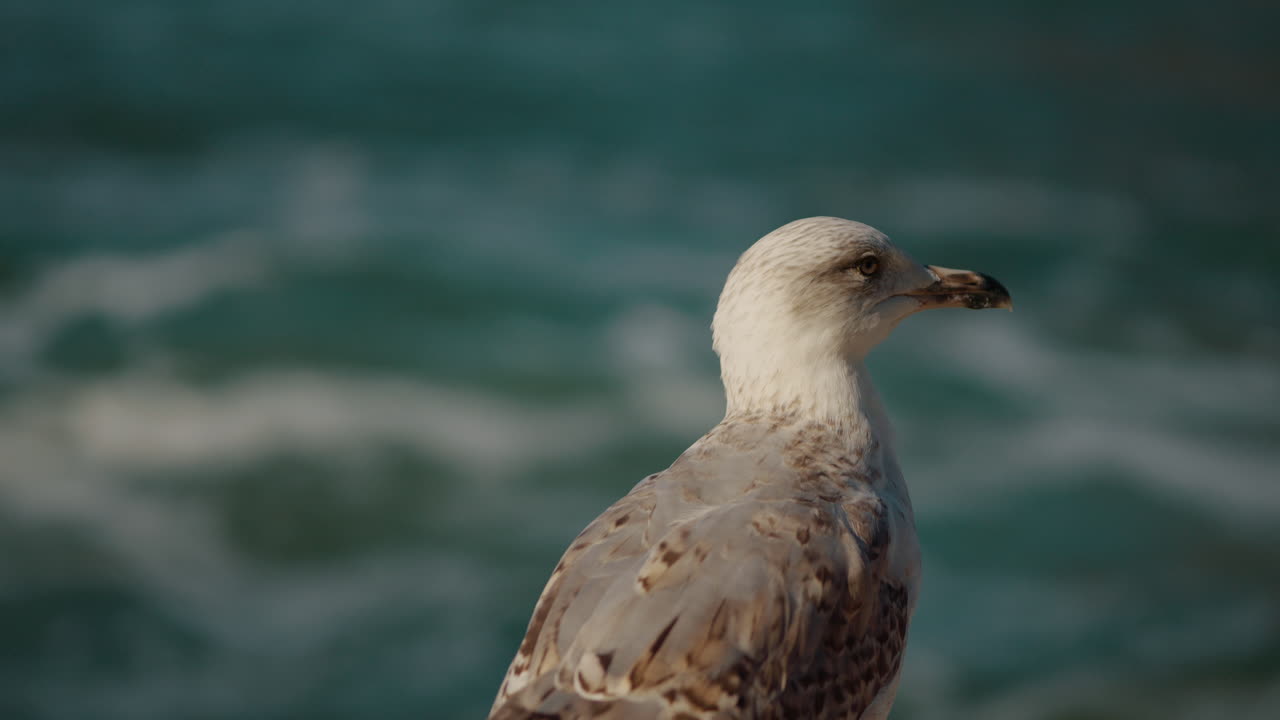Gabbiano dall'oceano