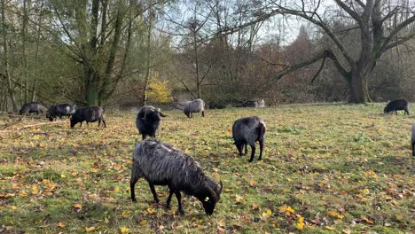 Several-black-buck-goats-on-farm-pasture,live-stock-agriculture