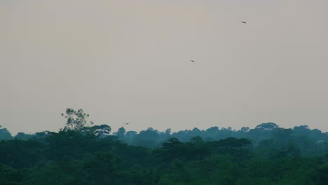 bandada de buitres dando vueltas en círculos sobre el paisaje de árboles del bosque girando y buscando presa