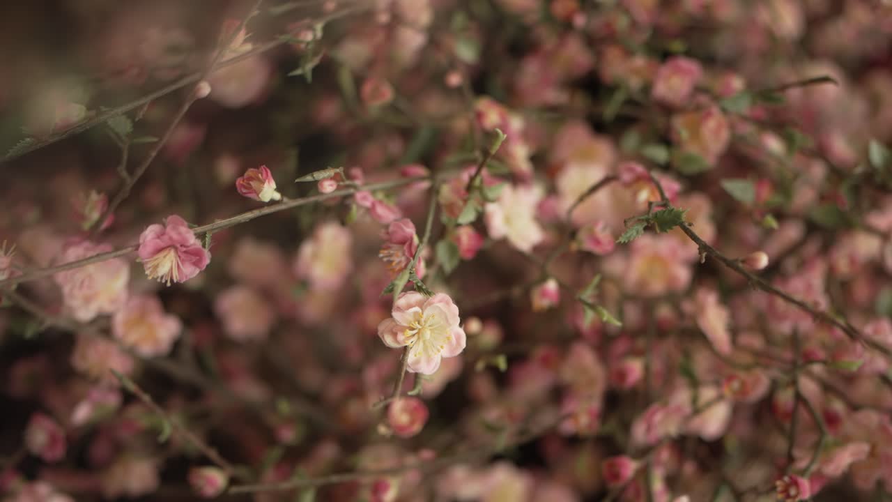 Soft pink blossoms on delicate branches in a dreamy, natural setting