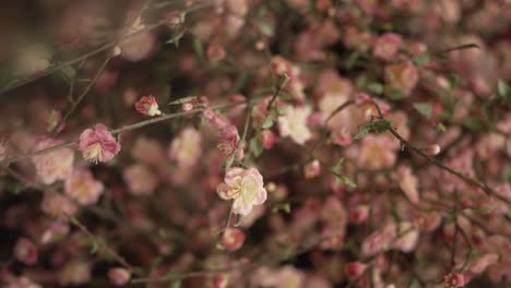 flores rosadas suaves en ramas delicadas en un entorno natural de ensueño