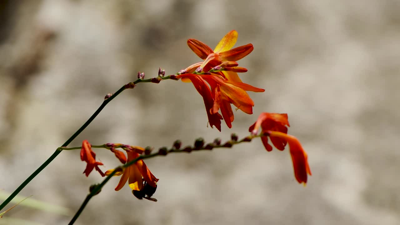 flor que sopla en el viento con abeja