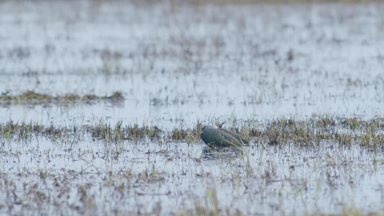 ala norte en humedales prado inundado en el agua durante la migración de primavera