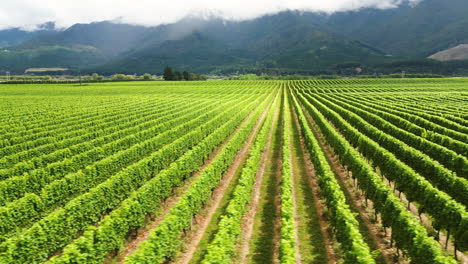 Aerial-View-Of-Vineyards-On-A-Sunny-Day-In-South-Island,-New-Zealand