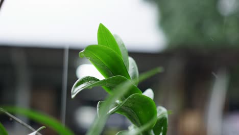 Agua-De-Lluvia-Cayendo-Sobre-La-Planta-De-Orquídeas-En-Un-Ambiente-Tropical,-Cerrada