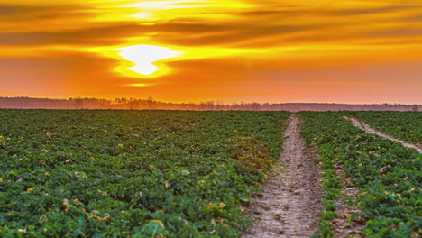 Amanecer-Dorado-Brillante-Sobre-El-Campo-De-La-Agricultura-Verde,-Lapso-De-Tiempo-De-Fusión