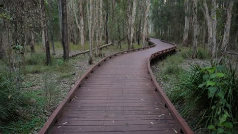 handheld wide shot melaleuca boadwalk trail, coombabah lake conservation park, gold coast, queensland