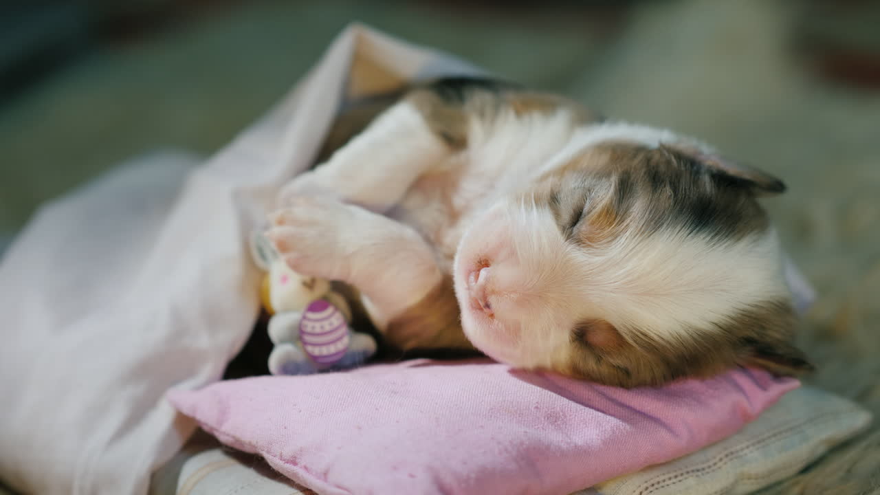 귀여운 갓난 강아지가 침대에서 잔다 05