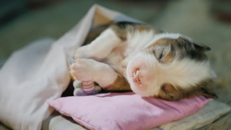 Lindo-Cachorro-Recién-Nacido-Duerme-En-La-Cama-05