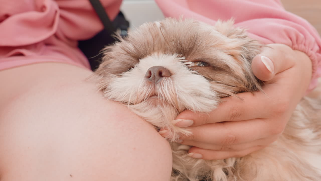 Calm Canine Image, Gentle Puppy With Peaceful Expression, Serene Dog Showing Relaxed Demeanor And Calming Colors, Tranquil Young Dog With Soothing Gaze And Harmonious Shades Of Fur