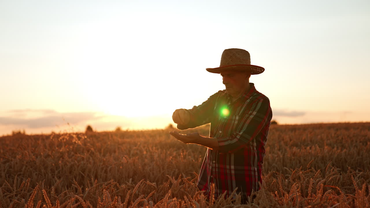 Adult man in straw hat extracts grains from wheat ears. Farmer checking his crop of corn in the field at sunset.