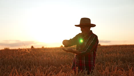 adult man in straw hat extracts grains from wheat ears. farmer checking his crop of corn in the field at sunset.