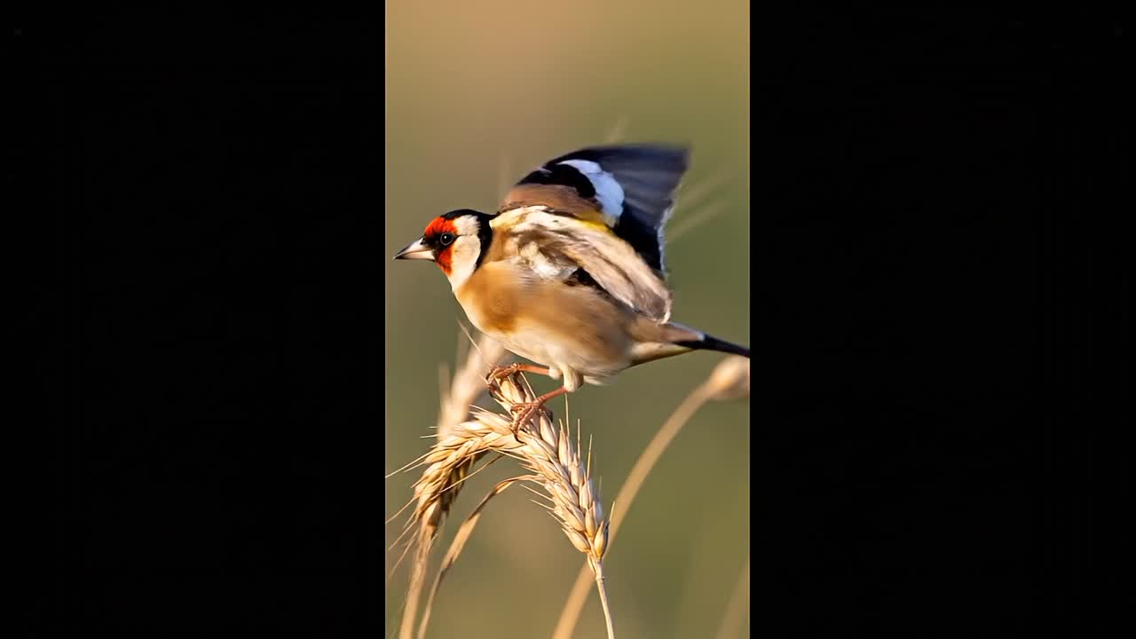 Piccolo fringuello appollaiato su uno stelo di grano in un campo con uno sfondo soffuso e caldo, primo piano di fauna selvatica naturale.