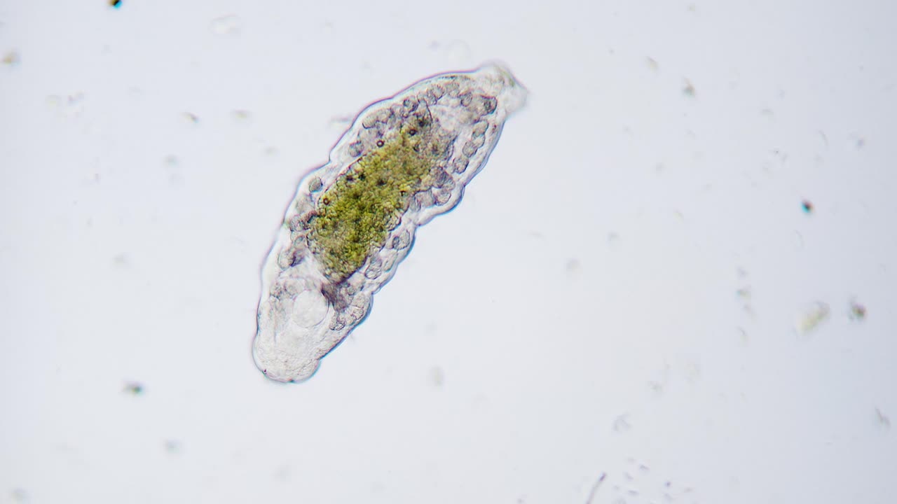 Moving tardigrade water bear under microscope bright field