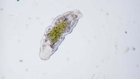 moving tardigrade water bear under microscope bright field
