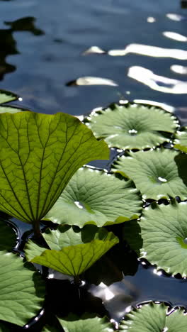 lotus leaves on water