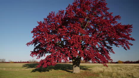 red autumn tree in a field