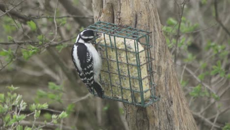 pájaro carpintero peludo hembra agarrando comida del alimentador de sebo para esconderse en el tronco del árbol