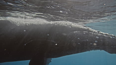 Sunlight-dances-across-air-bubbles-on-Humpback-whale-head,-medium-shot-as-it-raises-fins