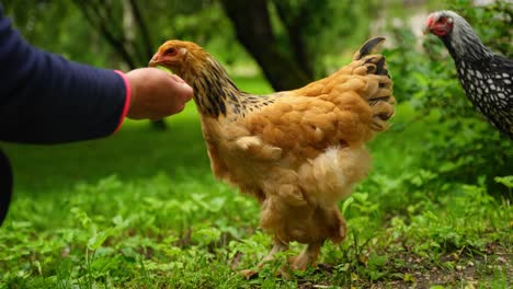 pair of brahma chickens walk side by side in bright farmyard environment on sunny day