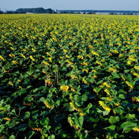 vista aérea del campo de girasoles