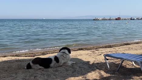 Spotted-stray-dog-on-the-beach-lying-on-the-sand-in-the-shade