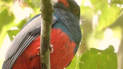 Gitterschwänziger-Trogon,-Der-Auf-Einem-Ast-Hockt