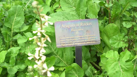 señalización de la rúcula en el jardín botánico rodeado de rúcula verde fresca y saludable